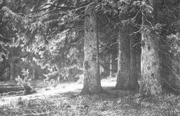 Fir nel Parco Shuvalov Fir nel Parco Shuvalov