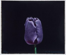 Tulipano Tulipano