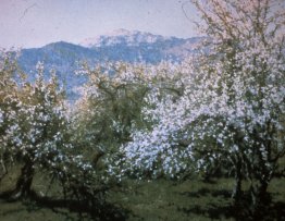 Orchard Abbandonato Orchard Abbandonato