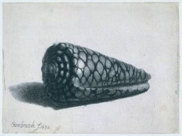 La Shell (Conus marmoreus) La Shell (Conus marmoreus)