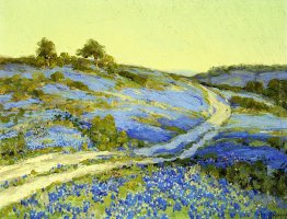 Bluebonnets, nel tardo pomeriggio Bluebonnets, nel tardo pomeriggio