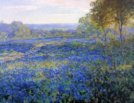 Campi di Bluebonnets Campi di Bluebonnets