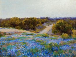 Bluebonnets a tardo pomeriggio Bluebonnets a tardo pomeriggio