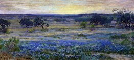 Bluebonnets al crepuscolo Bluebonnets al crepuscolo
