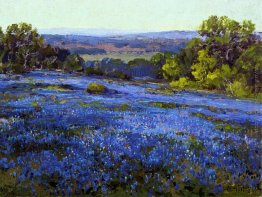 Bluebonnets, nel tardo pomeriggio, a nord di San Antonio Bluebonnets, nel tardo pomeriggio, a nord di San Antonio