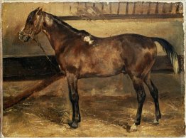 Brown Horse in platea Brown Horse in platea