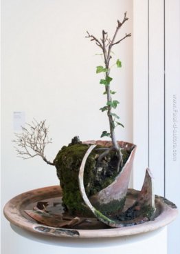 Plante morte en peau Plante morte en peau