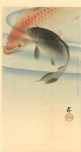 Due carpe koi Due carpe koi
