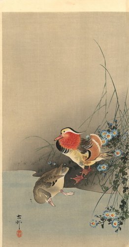 Mandarin Ducks Mandarin Ducks