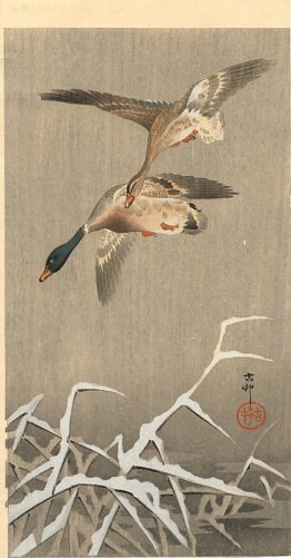 Mallards Mallards