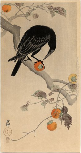 Crow mangiare un Persimmon Crow mangiare un Persimmon