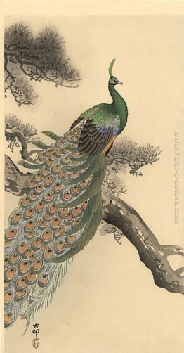 Peacock Peacock