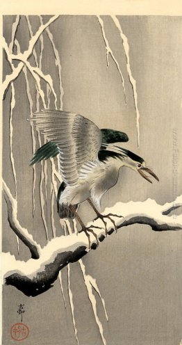 Night Heron su un ramo nevoso Night Heron su un ramo nevoso