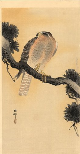 Falcon su una filiale Falcon su una filiale