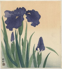 Iris Fioritura Iris Fioritura