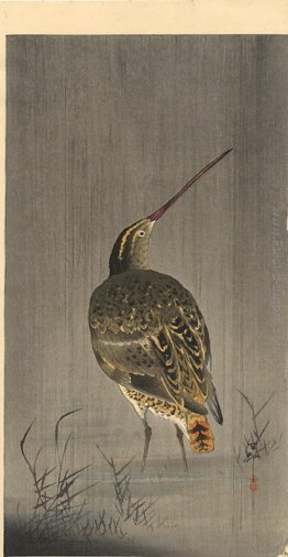 Snipe in Rain Snipe in Rain