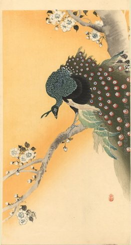 Peacock Peacock