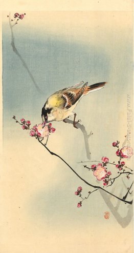 Songbird sul prugna fiore Songbird sul prugna fiore