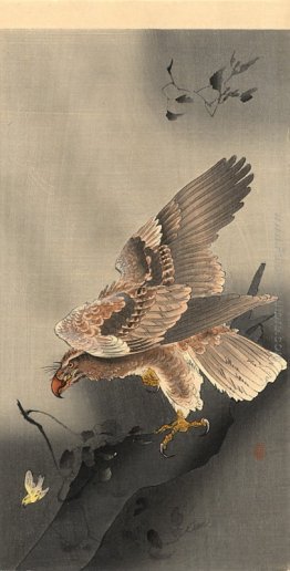 Swooping Aquila Swooping Aquila