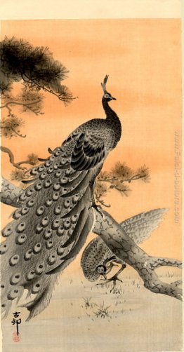 Peacock e gallina Peacock e gallina
