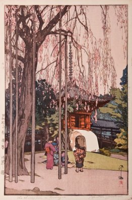 The Cherry Tree a Kawagoe The Cherry Tree a Kawagoe
