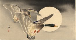 Oche in volo prima di una luna piena Oche in volo prima di una luna piena
