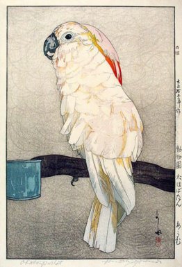 Obatan Parrot Obatan Parrot