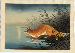 Fox tra le canne Fox tra le canne
