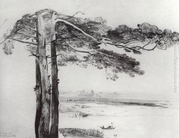 Pino da Gusareva Pino da Gusareva