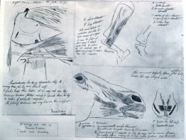 Studi anatomici Studi anatomici