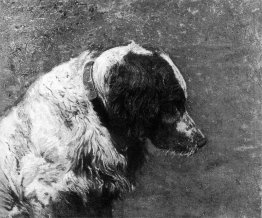 Gallo cedrone Gallo cedrone