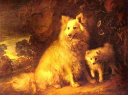 Cagna Pomerania e Pup Cagna Pomerania e Pup