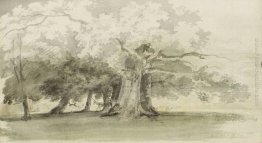 Alberi in un parco Alberi in un parco
