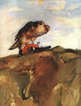 Uccello rapace Uccello rapace