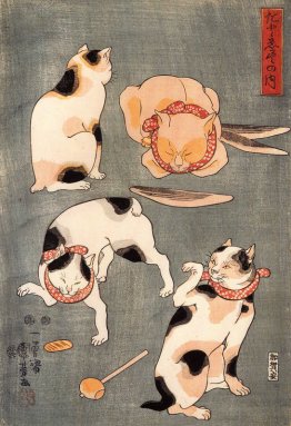 Per i gatti in diverse pose Per i gatti in diverse pose