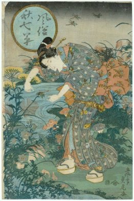 Moda Piante Sette autunnali Moda Piante Sette autunnali