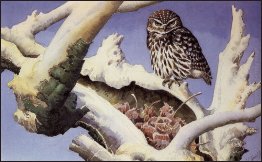 Gufo su un tronco d'albero Snowy Gufo su un tronco d'albero Snowy