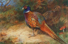 Gallo e la gallina fagiano nel sottobosco Gallo e la gallina fagiano nel sottobosco