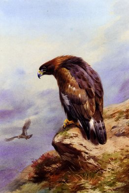 Un aquila reale Un aquila reale