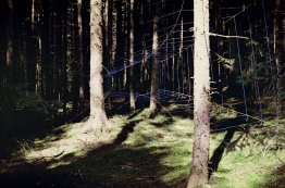 Ephemeral Rete (Deia Foresta) Ephemeral Rete (Deia Foresta)