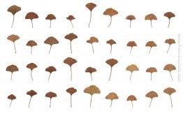 Raccolti: Giardino botanico di Berna, 1982/10/20 Raccolti: Giardino botanico di Berna, 1982/10/20