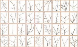 I rami degli alberi I rami degli alberi