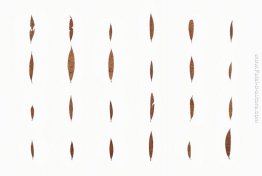 Foglie raccolti il ??27 ottobre nel Glasgraben Foglie raccolti il ??27 ottobre nel Glasgraben