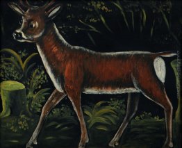 Capriolo fulvo Capriolo fulvo
