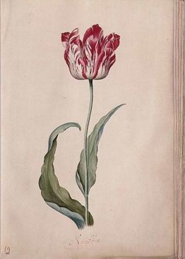 Tulipano Tulipano