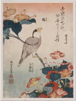 Grosbeak e mirabilis Grosbeak e mirabilis