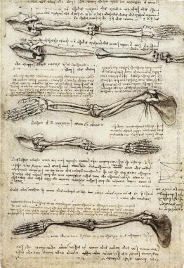 Studi del braccio che mostra i movimenti effettuati dai Bicipiti