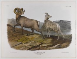 Rocky Mountain Sheep