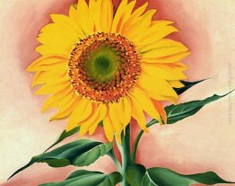 Un Girasole da Maggie