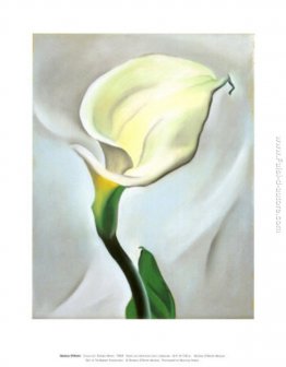 Calla Lily Turned Lontano